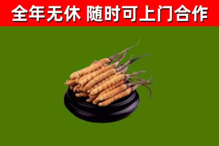 嘉义市回收冬虫夏草