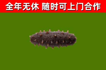 嘉义市回收海参干